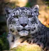 Bílý tygr - Zoo Liberec