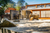 Slon - Zoo Liberec